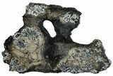 Mammoth Molar Slice With Case - South Carolina #291075-1